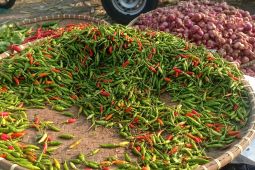 Pasokan melimpah, harga cabai di Lebak turun