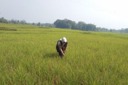 Dispertan Garut mulai areal pertanian terdampak kekeringan