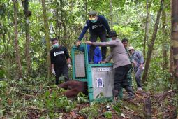 BOS dan BKSDA kembalikan lima orangutan ke habitat alami di Kalimantan