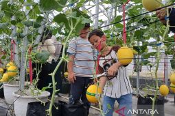 AMANAH libatkan warga kembangkan melon golden alisha