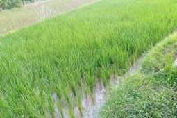 Dongkrak produksi pangan, Pemkab Lebak programkan pupuk hayati cair