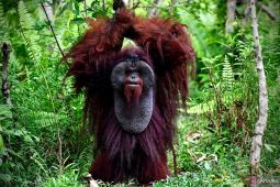 Benteng perlindungan bagi satwa endemik orangutan morio di Kalimantan Timur