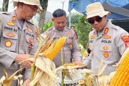 Kapolres Karawang tinjau tanaman jagung hibrida menjelang panen