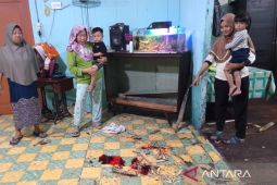 Babi hutan ngamuk di Tanjung Beringin, satu warga terluka