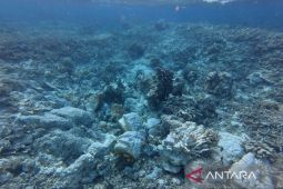 Pemprov Kaltim atur skema cegah kerusakan area konservasi laut
