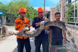 BPBD Aceh Barat evakuasi biawak sepanjang 2,25 meter dari rumah warga