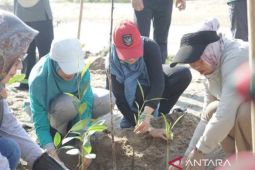 Pemkab Bangka Tengah kembangkan mangrove destinasi wisata berbasis konservasi