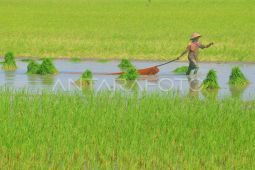 BBRMP Maluku catat luas tambah tanam padi 11.138 ha semester I 2026