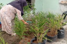 Petani wanita di Lebak tanam sayuran jadi contoh bagi generasi muda