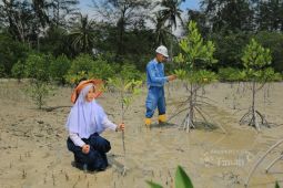 PT Timah tanam ribuan mangrove dukung "Net Zero Emissions" 2060