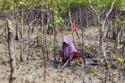 Pemkab Bangka-PT Timah kolaborasi kendalikan banjir lewat tanam 500 pohon