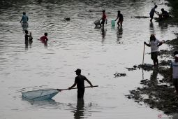 Fenomena ikan mengapung di Jombang