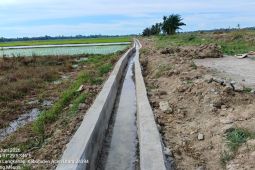 Distan Aceh Utara pastikan rehabilitasi 1.093 Ha sawah terdampak bencana tuntas 2026