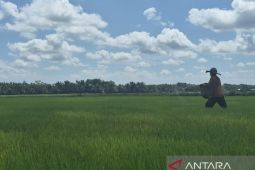 Tanjab Timur cetak sawah baru 520 hektare dukung swasembada