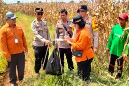 Panen Jagung di Bengkayang capai 11,47 ton per hektare