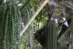 Peneliti BRIN sebut tanaman aren berpotensi menjadi sumber bioetanol nasional