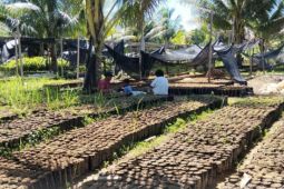 BBRMP Maluku targetkan produksi 1 juta bibit kakao di Malteng dan SBB