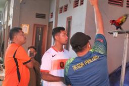 Kampanye sambut HKAN, BKSDA Maluku amankan dua burung dilindungi peliharaan warga
