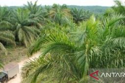 Produksi sawit petani Babel naik jadi 347.941,76 ton