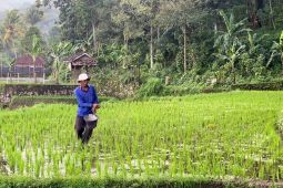 Mentan sebut pupuk subsidi terjaga buat produksi beras RI terus naik