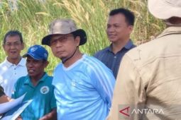 Pemkab Bangka Tengah optimalkan lahan kritis untuk pertanian produktif