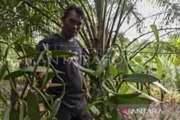 Pemprov Maluku catat hasil produksi HHBK capai 3.432 ton pada semester I-2026