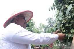 Pemprov Babel remajakan 195 hektare kebun lada petani