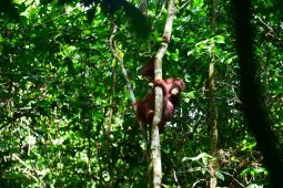 Kisah tiga orangutan kembali ke pelukan belantara Kalimantan