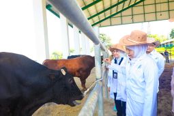 Khofifah harap semen beku BBIB Singosari percepat swasembada daging