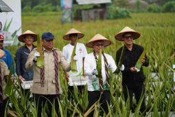 Wamentan panen lidah buaya di Pontianak