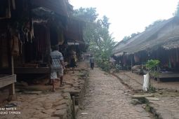 Petani Badui alami kerugian akibat serangan babi hutan