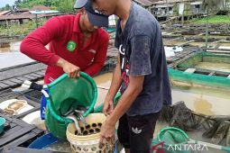 Metode keramba di Kaltim hasilkan produksi ikan tawar melimpah