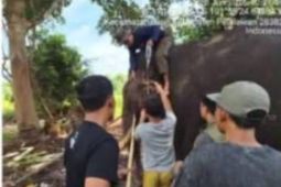 Seekor Gajah Sumatera jantan mati di TN Tesso Nilo Riau