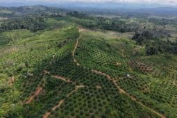 Genesis temukan sawit ilegal masih berproduksi di habitat Gajah Seblat