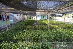 Program desa mandiri peduli mangrove