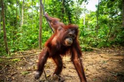 COP sebut tiga orangutan Kalimantan baru dilepas terpantau aktif