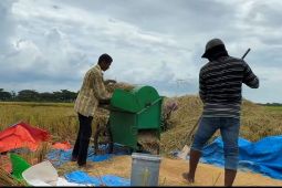 Bulog Aceh pastikan harga beli gabah di atas HPP