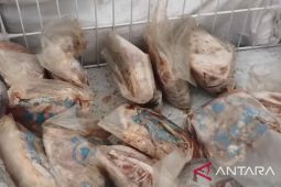 BKHIT Maluku perketat pengawasan ayam beku pastikan produk ASUH beredar di SBT