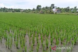 Babel intensifkan awasi lahan pertanian atasi gagal panen