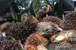 Kemendag: Lemahnya permintaan global sebabkan harga CPO turun