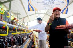 Pemkab Situbondo fasilitasi peternak ayam petelur pasok telur ke SPPG