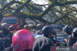Petugas gabungan tangani cepat pohon tumbang yang putuskan jalan Bandung-Cianjur