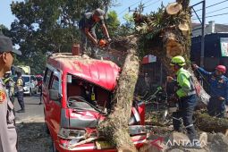 Polres Cianjur: Jalur Bandung-Cianjur kembali normal pasca bencana pohon tumbang