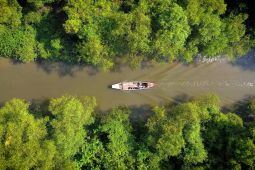 Mangrove mengukur peradaban