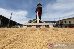 BPS: Kenaikan NTP sinyal positif perbaikan sektor pertanian