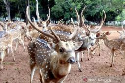 Seekor rusa di kawasan TMP Kalibata lepas saat petugas buka kandang untuk beri pakan