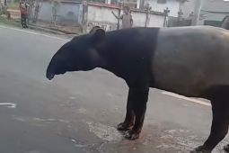 BKSDA Bengkulu cek tutupan lahan di sekitar lokasi kemunculan tapir