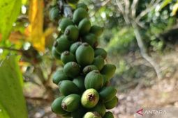 Kelompok tani Kutim kelola hutan lindung jadi lahan kopi liberika
