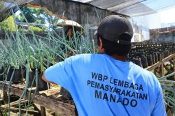Lapas Manado panen daun bawang hasil budi daya