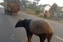 BKSDA Bengkulu masih dalami informasi terkait tapir disembelih warga